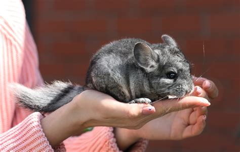 Comment accueillir votre chinchilla