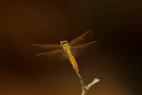 Golden Dragonfly Photo Credit To Indiaramakrishnan Nataraj 6000 X