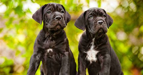 Cane Corso Dog Breed Pros And Cons Your Puppy Guide