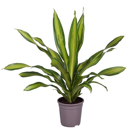 Dracaena Charley Kopstek Fp Floraxchange