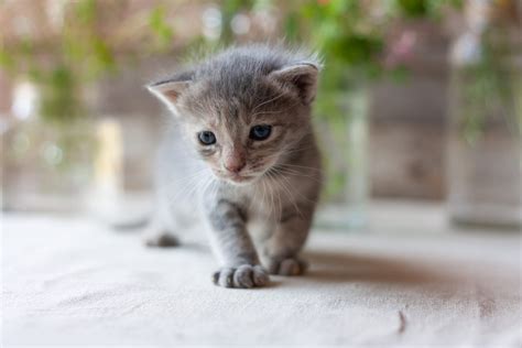 Come Accogliere Un Gatto In Casa