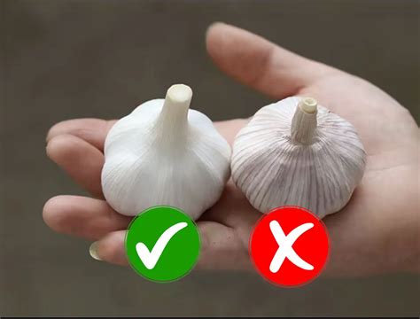 Fresh White Garlic Normal White Garlic Price Buy White Garlicgarlic