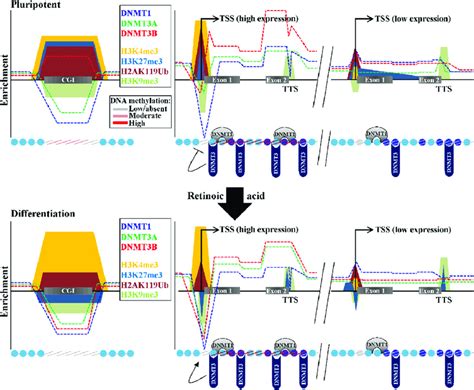 Summary Of Key Findings And Model For Targeting DNA Me Based On DNMT