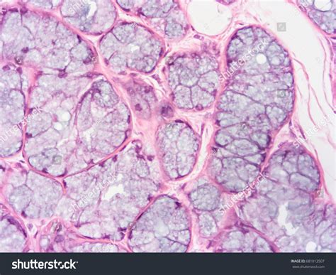 Стоковая фотография 681013507 Histology Human Salivary Gland Tissue