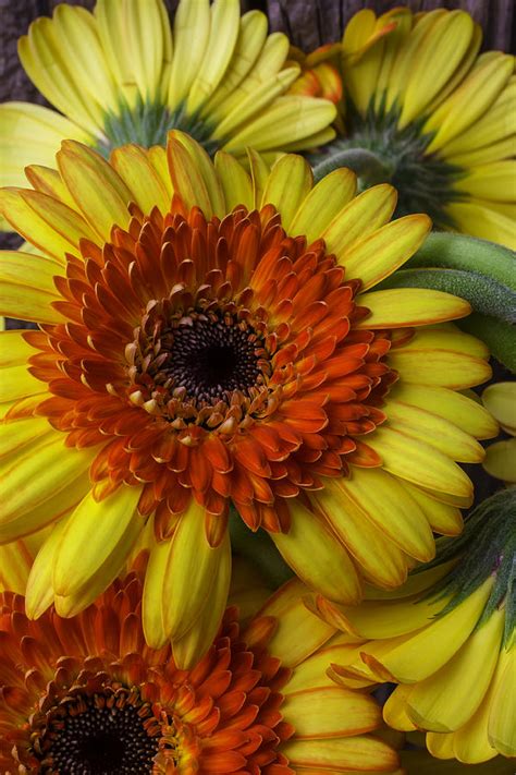 Lovely Gerbera Germinis Photograph By Garry Gay Fine Art America