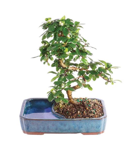 Brussels Bonsai Brussels Bonsai Fukien Tea Bonsai In Land Water Pot