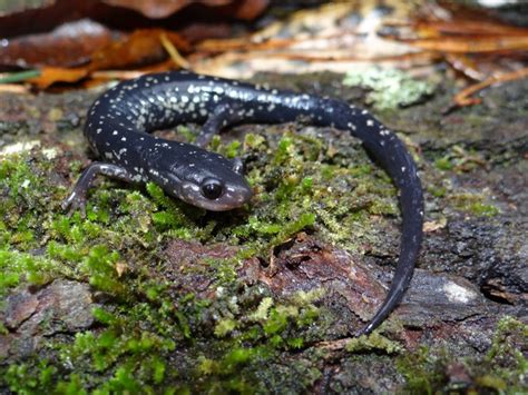 Mississippi Slimy Salamander Brad Gloriosos Personal Website