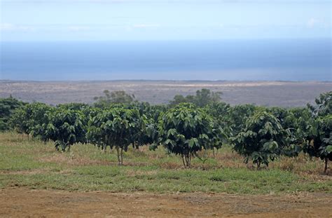 Big Island leaders to host 2nd AgriPolicy summit in Hilo : Big Island Now
