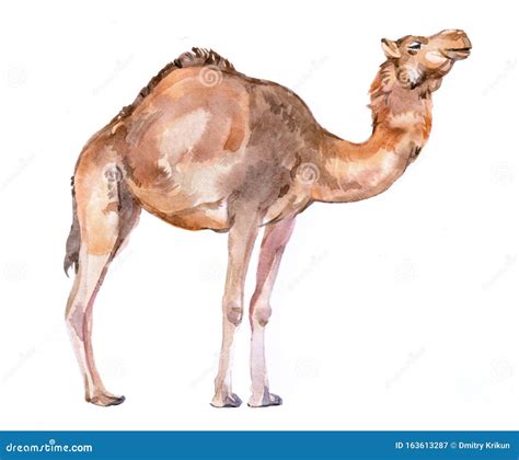 Watercolor Realistic Camel Desert Animal Isolated Stock Illustration