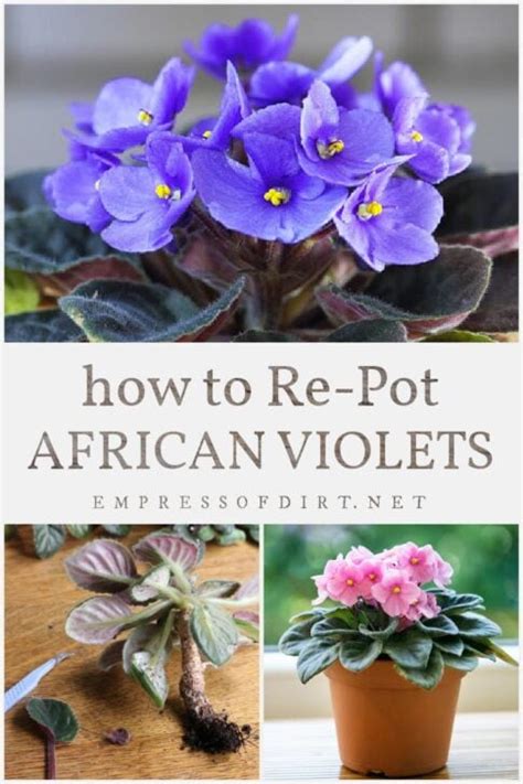 How To Repot African Violets Step By Step Guide