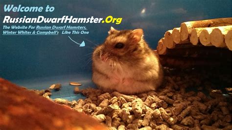 Russian Dwarf Hamster Care – The #1 Guide For Russian Dwarfs