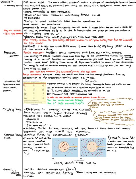 Exam Review Napter Fluidmosaicmodel Themost