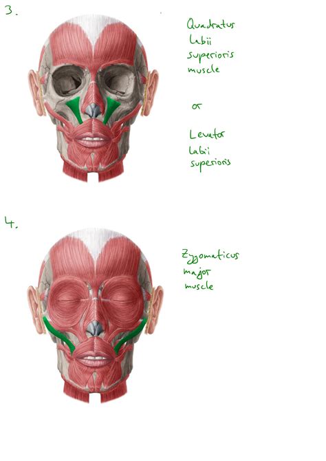 Solution Head And Neck Anatomy Structures Veins Nerves Arteries