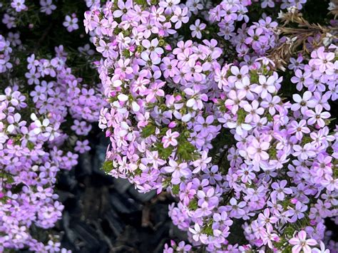 Coleonema Pulchrum Introduced Usa Eflora Of India