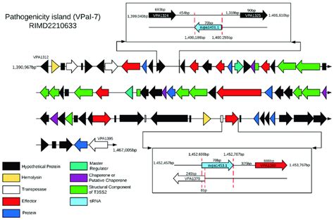 Identification Of The Target Gene Regulated By Svpa And