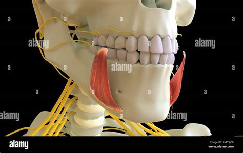 Depressor Anguli Oris Muscle Anatomy For Medical Concept 3d