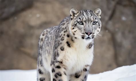 Snow Leopard Symbolism and Meaning - Your Spirit Animal