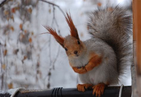 Nubbsgalore Red Squirrels In Winter Photos By Click Pic Chris