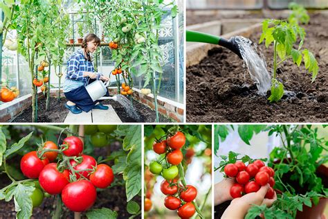 How To Water Tomato Plants Correctly Patient Gardener