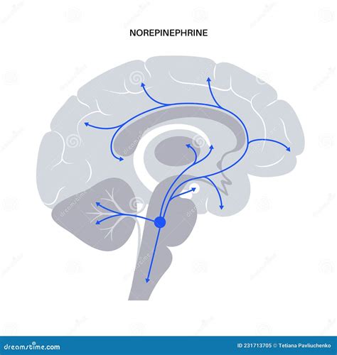 Norepinephrine Hormone Pathway Vector Illustration | CartoonDealer.com ...
