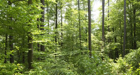 Waldzustandsbericht 2023 Fichte Und Buche Geht Es Schlecht Eiche