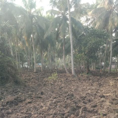 Agricultural Land Cent For Sale In Amalapuram East Godavari