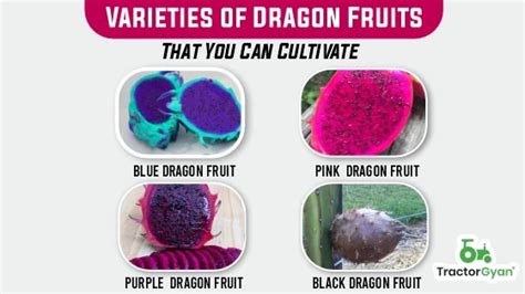 Dragon Fruit Cultivation In India Health Benefits Varieties And