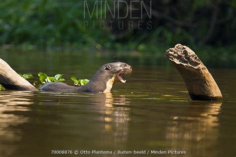 Giant River Otter Stock Photo Minden Pictures