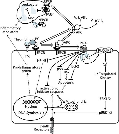 Endothelial Cell Protein C Receptor Circulation Research