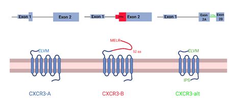 Life Free Full Text Cxcr3 Expression And Genome Wide 3′ Splice Site