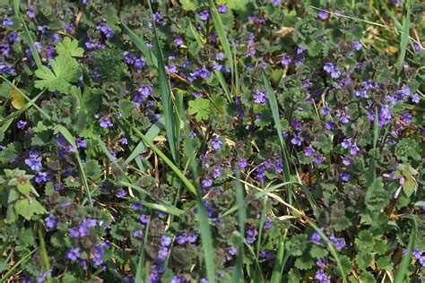 Bluszczyk Kurdybanek Glechoma Hederacea L Dzicy Zapylacze