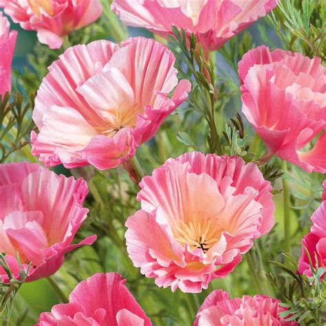 California Poppy Seeds Thai Silk Appleblossom Chiffon Flower Seeds