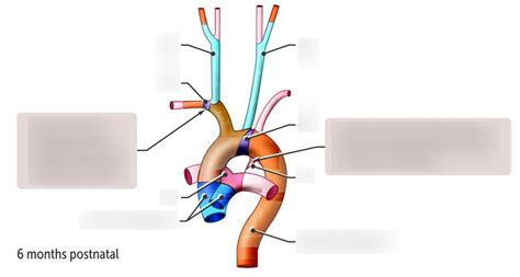 Aortic Arch Derivatives Diagram Quizlet