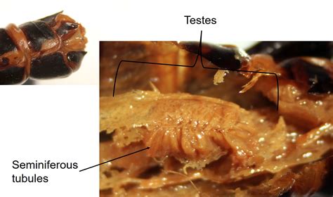 Internal Anatomy Reproductive Systems UNBC BIOL 322 Entomology