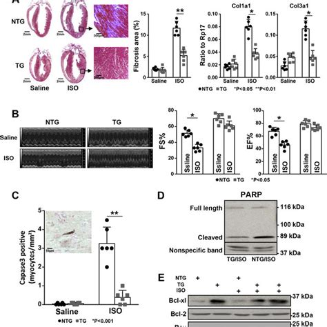 Schematic Diagram Of BMP10 Mediated Dual Activation Of Smad And STAT3