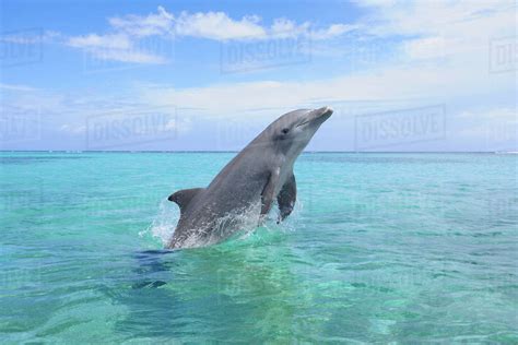 Common Bottlenose Dolphin Jumping out of Water, Caribbean Sea, Roatan ...