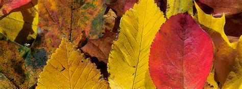 Autumn Leaves Facebook Covers