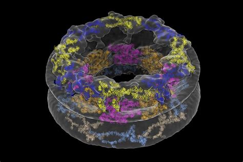 Cellular Environments Shape Molecular Architecture