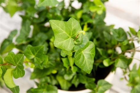 English Ivy Plant Care Growing Guide