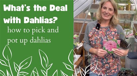 Whats The Deal With Dahlias How To Pick And Pot Up Dahlia Tubers