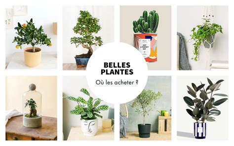 Sites Canons Pour Acheter Et S Offrir Une Belle Plante D Int Rieur