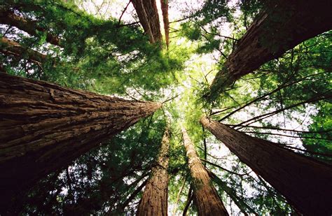 Fondos de pantalla árbol naturaleza vegetación planta hoja