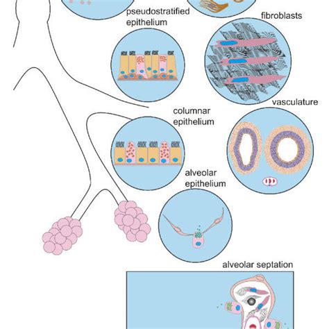 Stem Cell Compartments In The Lungs The Endoderm Derived Epithelium