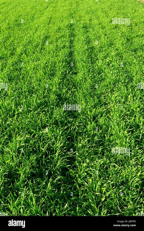 Beautiful Green Lawn Freshly Mowed Stock Photo Alamy