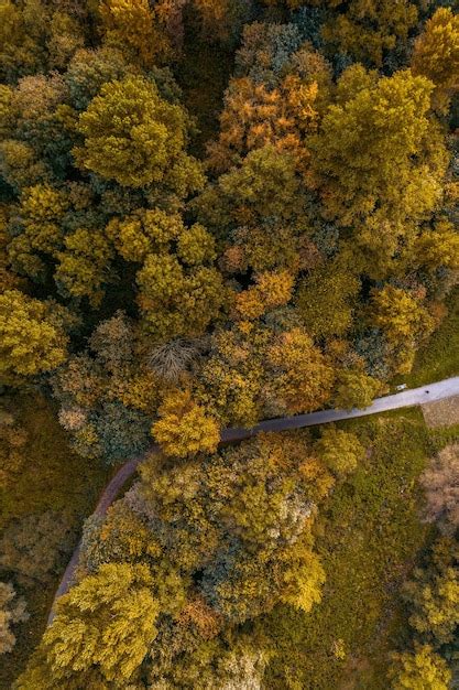 Premium Photo | Drone photography aerial view forest in autumn