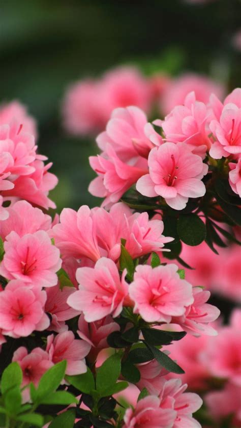 Blossom, spring, pink flowers, nature, 720x1280 wallpaper | Azalea ...