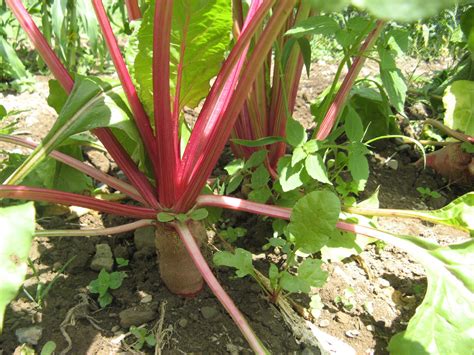 The Farmers' Museum: Lippitt Farm Walk and Talk Lessons