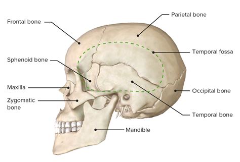 Temporomandibular Disorder What You Need To Know Off