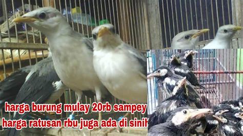 Pasar Burung Pramuka Terbaru Review Hari Ini Pasar Burung Pramuka Kios