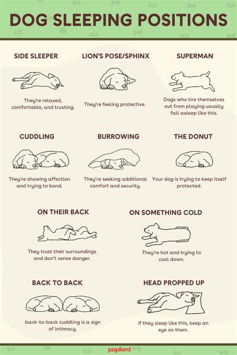 Dog Sleeping Positions Meanings & Chart: 10 Positions Explained | Pupford